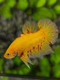 Yellow Vanda HMPK Betta Fish Male