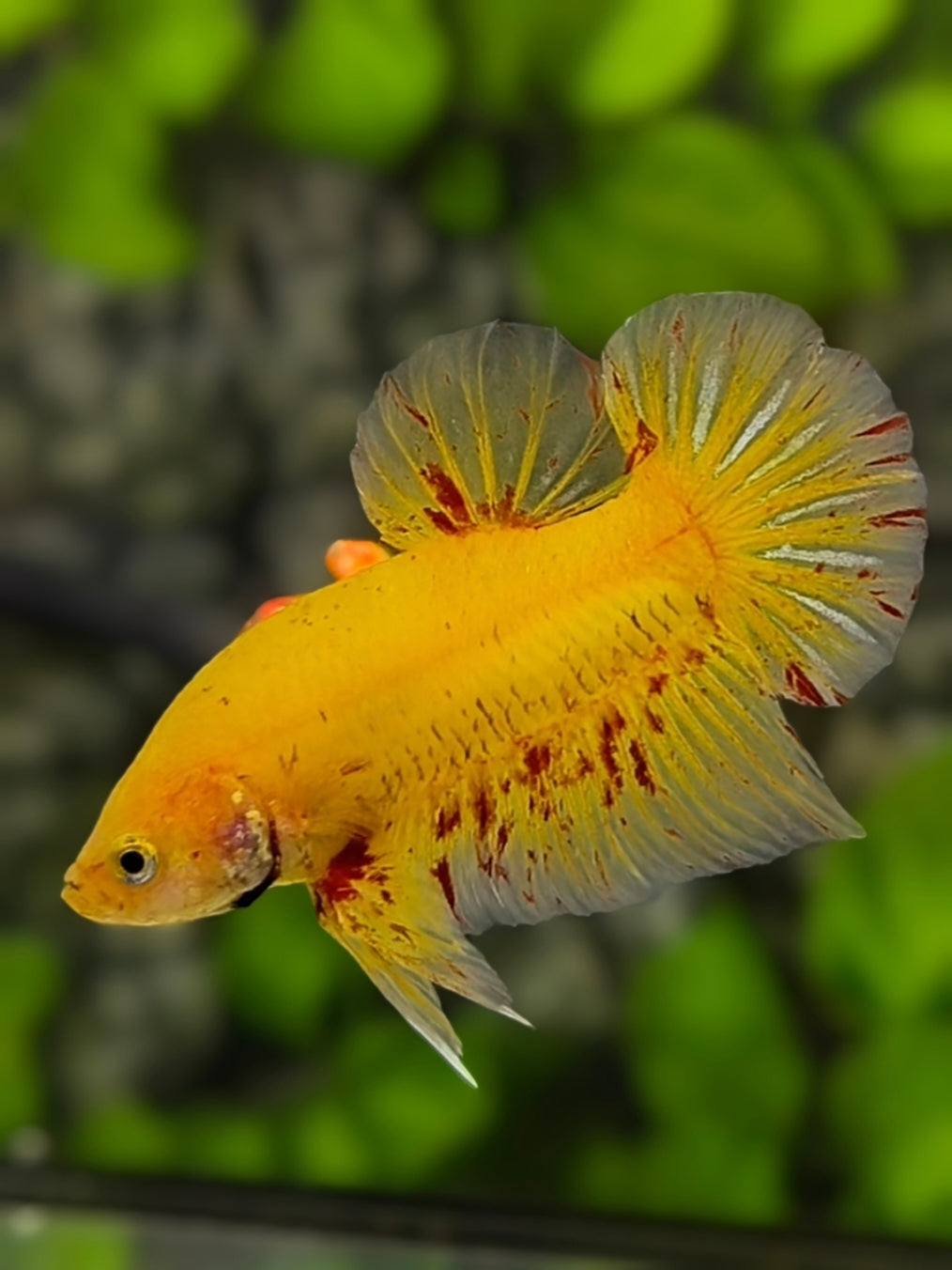 Yellow Vanda HMPK Betta Fish Male