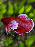 Dumbo Ears Red Lavender HMPK Betta Fish Male