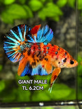 Multicolor Metalic JUMBO GIANT HMPK Betta Fish Male