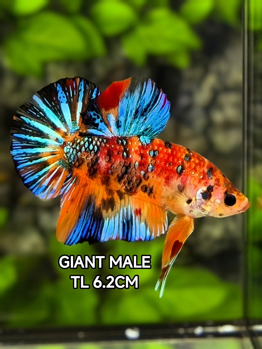 Multicolor Metalic JUMBO GIANT HMPK Betta Fish Male