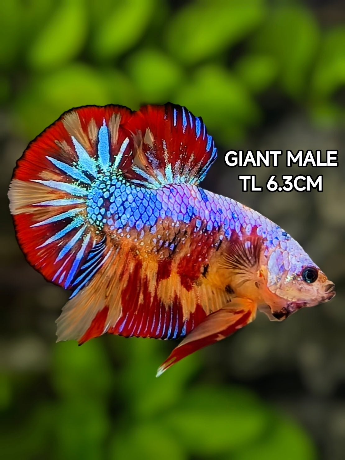 Multicolor Candy JUMBO GIANT HMPK Betta Fish Male
