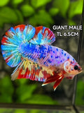 Multicolor Candy JUMBO GIANT HMPK Betta Fish Male