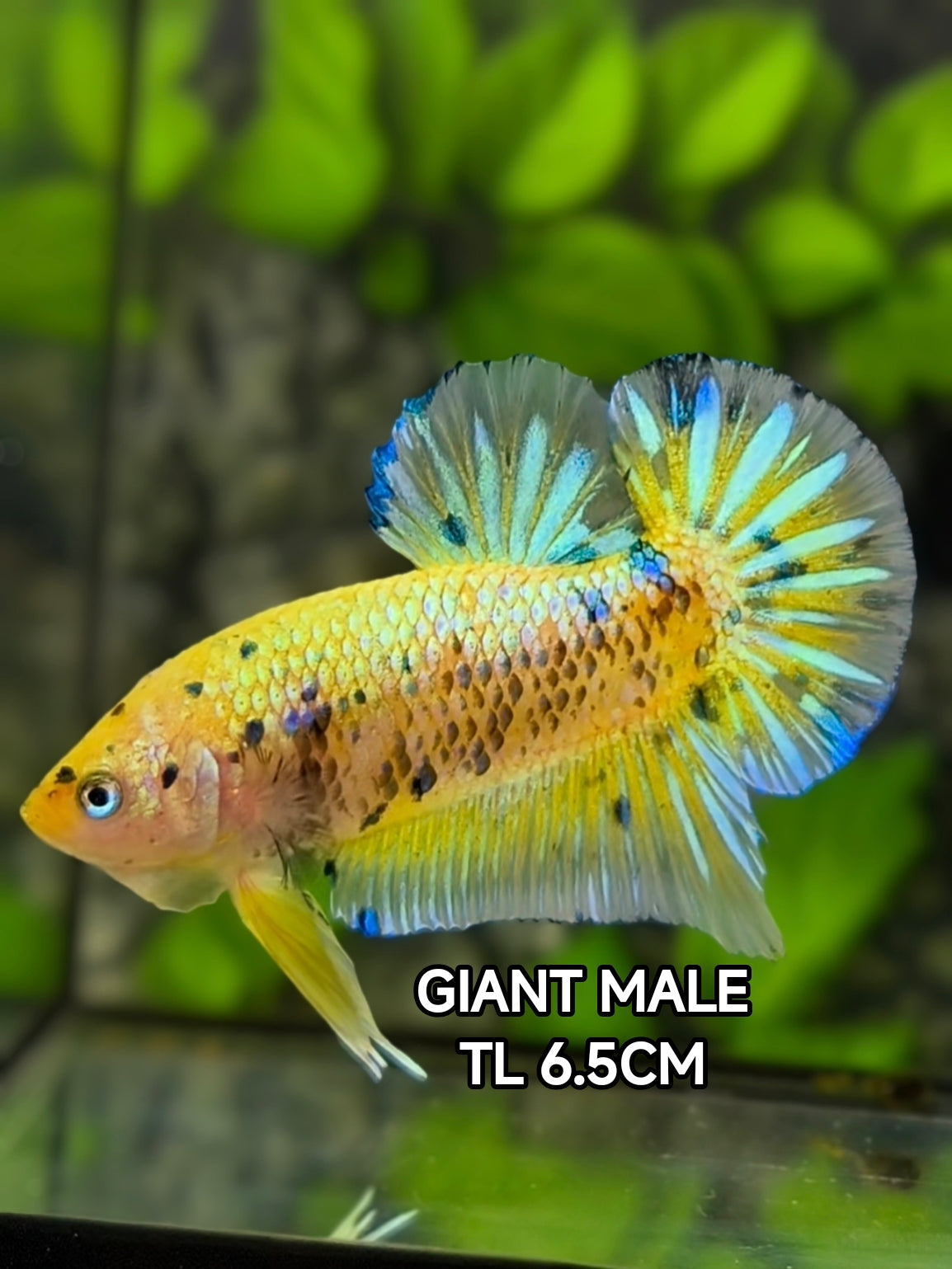 Yellow Koi Metalic JUMBO GIANT HMPK Betta Fish Male