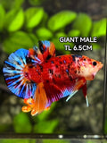 Multicolor Koi Tiger Metalic JUMBO GIANT HMPK Betta Fish Male