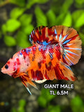 Multicolor Loepard Metalic JUMBO GIANT HMPK Betta Fish Male