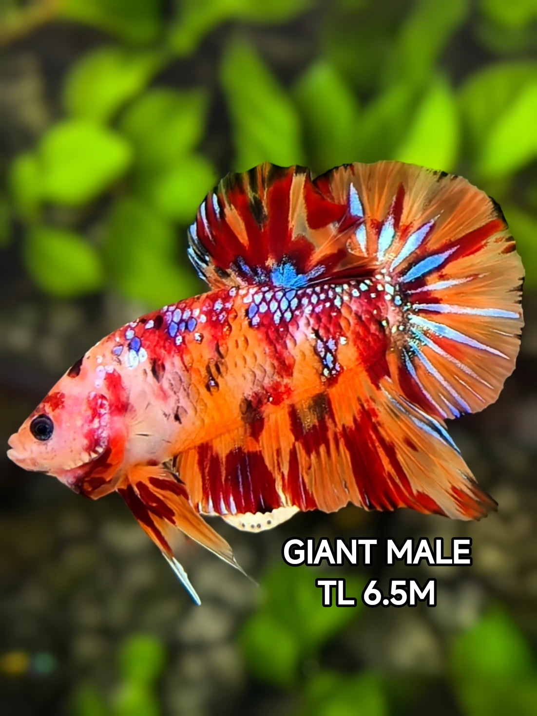 Multicolor Loepard Metalic JUMBO GIANT HMPK Betta Fish Male