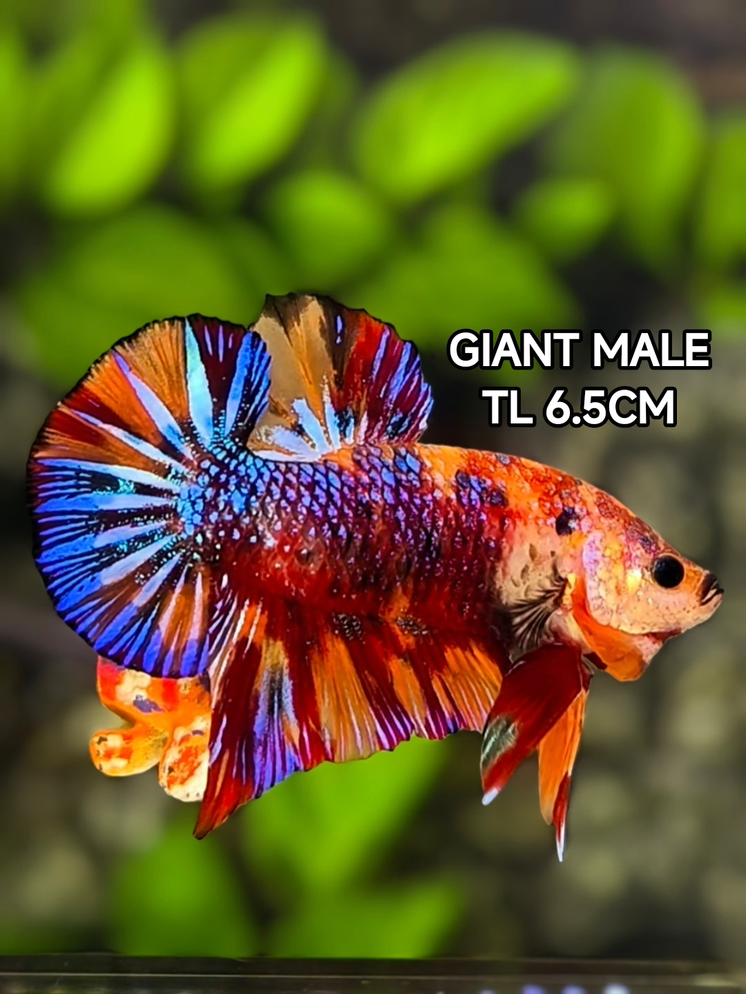 Multicolor Metalic JUMBO GIANT HMPK Betta Fish Male