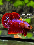 Red Purple Fancy Samurai JUMBO GIANT HMPK Betta Fish Male