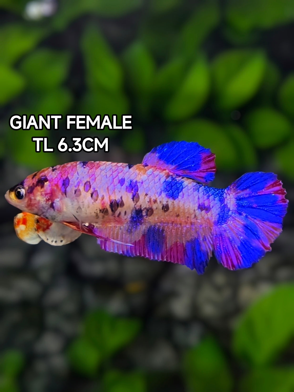 Multicolor Pink Purple Candy JUMBO GIANT HMPK Betta Fish Female