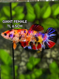 Multicolor Galaxy JUMBO GIANT HMPK Betta Fish Female