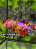 Multicolor Pink Candy Galaxy JUMBO GIANT HMPK Betta Fish Female