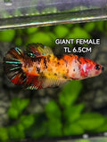 Red Koi Tiger JUMBO GIANT HMPK Betta Fish Female