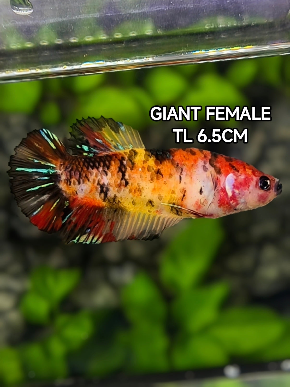 Red Koi Tiger JUMBO GIANT HMPK Betta Fish Female