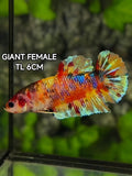 Multicolor Metalic JUMBO GIANT HMPK Betta Fish Female