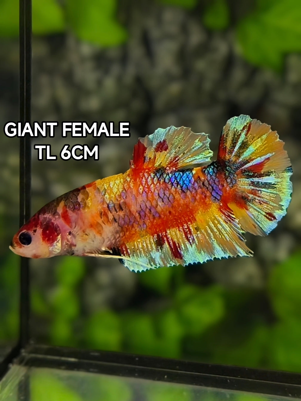 Multicolor Metalic JUMBO GIANT HMPK Betta Fish Female