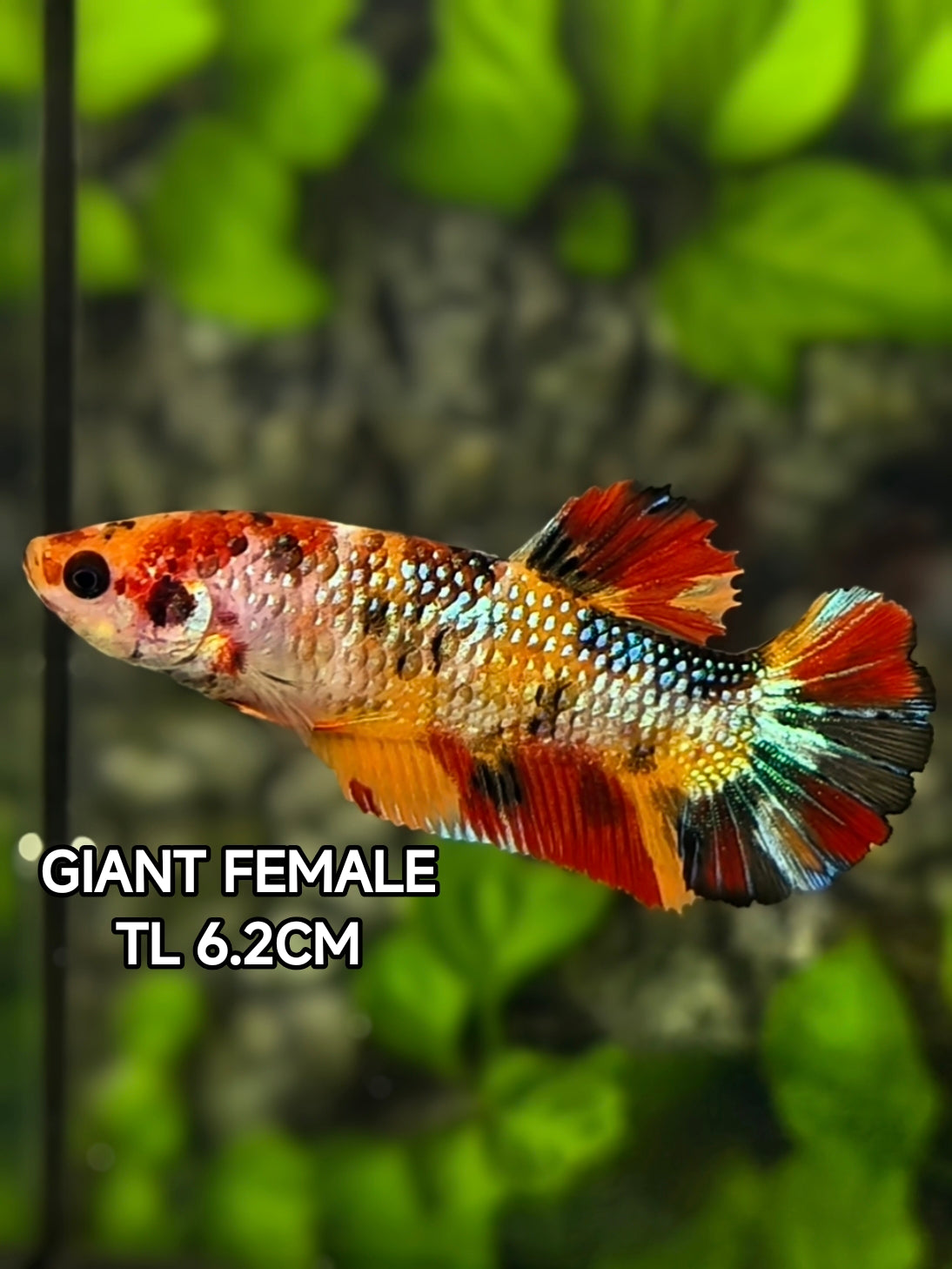 Multicolor Metalic JUMBO GIANT HMPK Betta Fish Female
