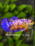 Multicolor Candy JUMBO GIANT HMPK Betta Fish Female