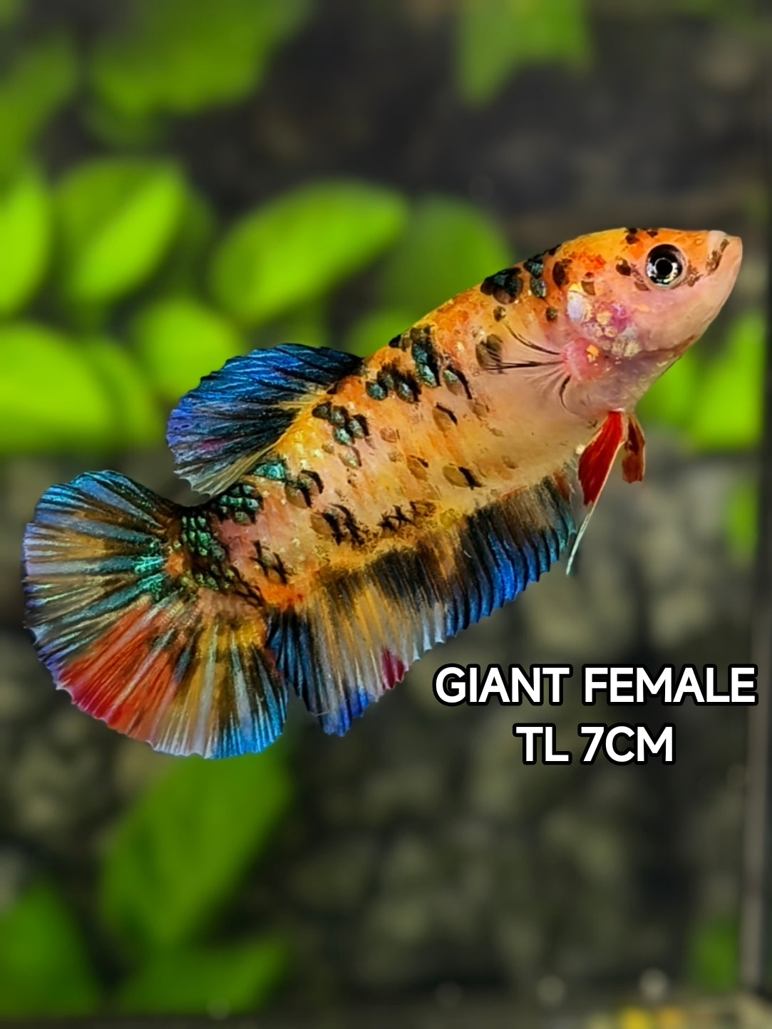 Multicolor Metalic JUMBO GIANT HMPK Betta Fish Female
