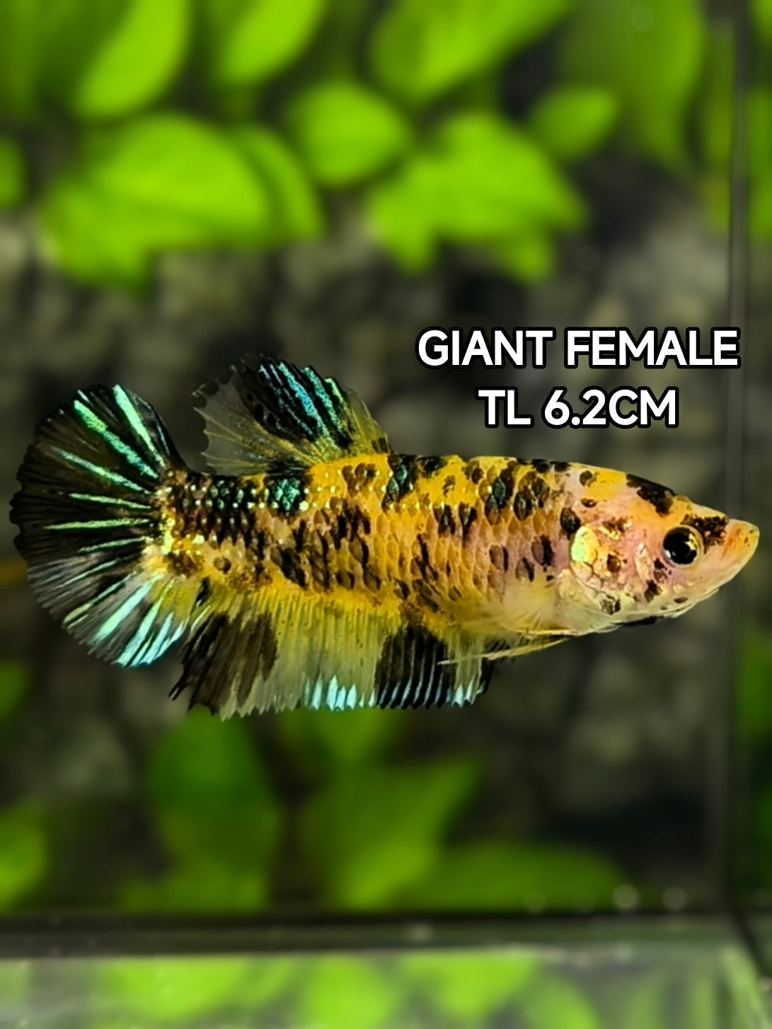 Yellow Koi Tiger Metalic Green JUMBO GIANT HMPK Betta Fish Female