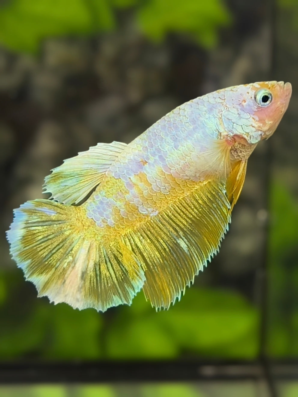 Yellow Gold Fancy Monkey Face Halfmoon Betta Fish Female For Sorority / Breed