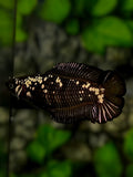 Black Mamba DoubleTail HMPK Betta Fish Female For Sorority / Breed