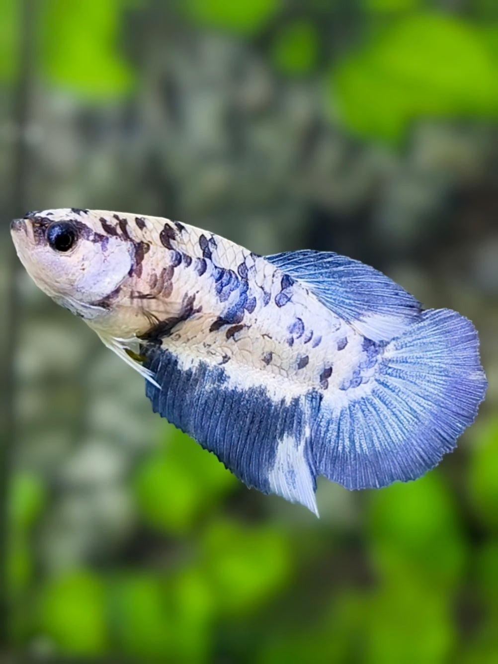 Marble Dalmation Halfmoon Betta Fish Female For Sorority / Breed