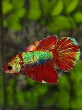 Red Green Fancy Halfmoon Betta Fish Female For Sorority / Breed