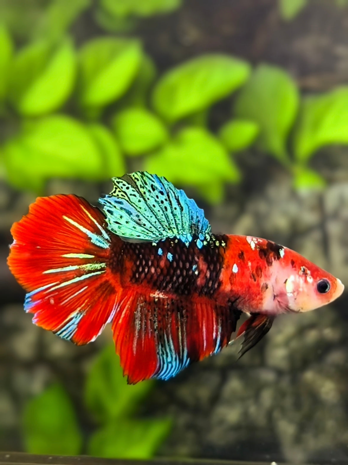 Red Koi Tiger Galaxy Halfmoon Betta Fish Female For Sorority / Breed