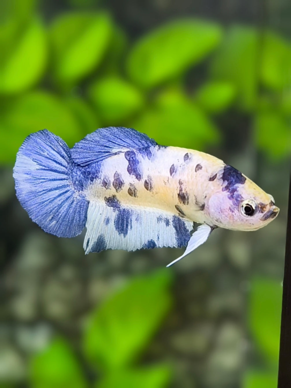 Marble Blue Dalmation Halfmoon Betta Fish Female For Sorority / Breed
