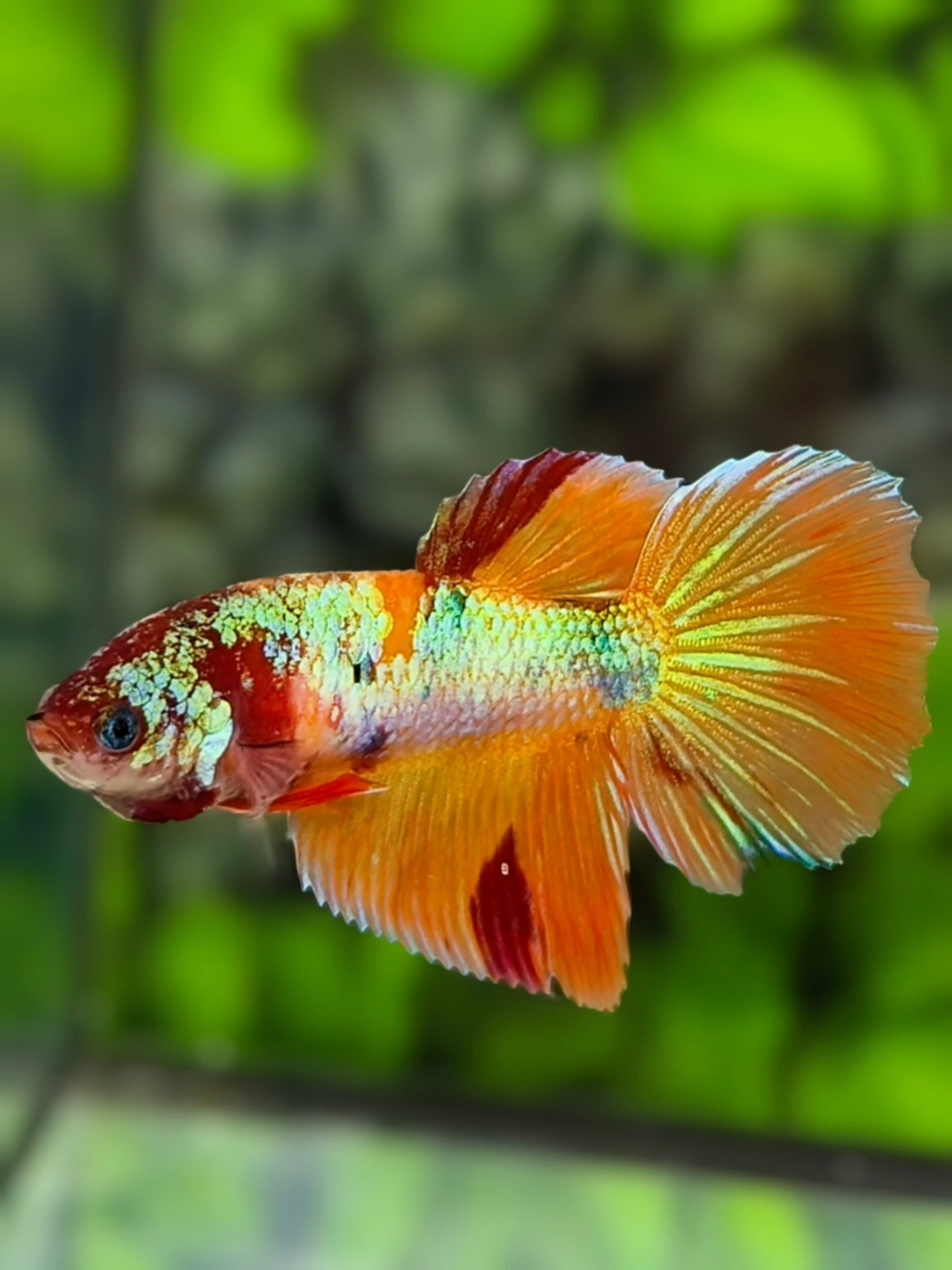 Multicolor Orange Koi Shimmer Gold Halfmoon Betta Fish Female For Sorority / Breed