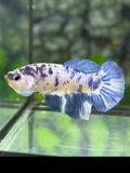 Marble Blue Dalmation Halfmoon Betta Fish Female For Sorority / Breed
