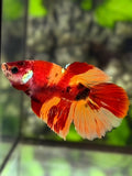 Nemo Koi Halfmoon Betta Fish Female For Sorority / Breed