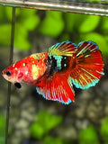 Multicolor Koi Galaxy Halfmoon Betta Fish Female For Sorority / Breed