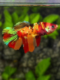 Multicolor Nemo Koi Galaxy Halfmoon Betta Fish Female For Sorority / Breed
