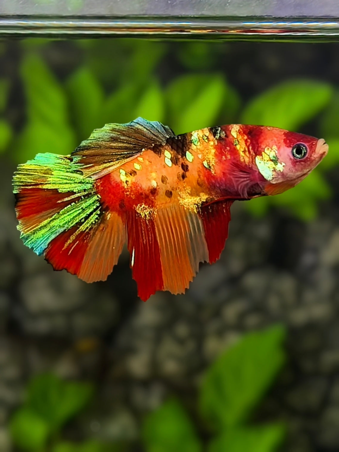Multicolor Nemo Koi Galaxy Halfmoon Betta Fish Female For Sorority / Breed