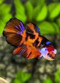Orange Koi Tiger Galaxy Halfmoon Betta Fish Female For Sorority / Breed