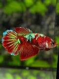 Red Koi Green Galaxy Halfmoon Betta Fish Female For Sorority / Breed