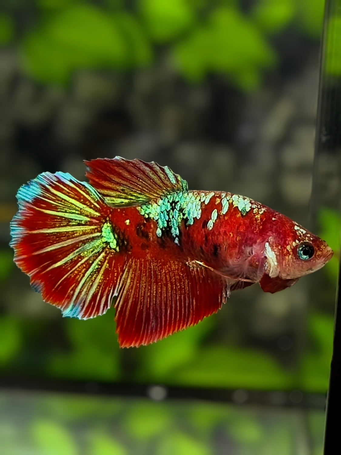 Red Koi Green Galaxy Halfmoon Betta Fish Female For Sorority / Breed