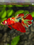 Red Koi Galaxy Halfmoon Betta Fish Female For Sorority / Breed