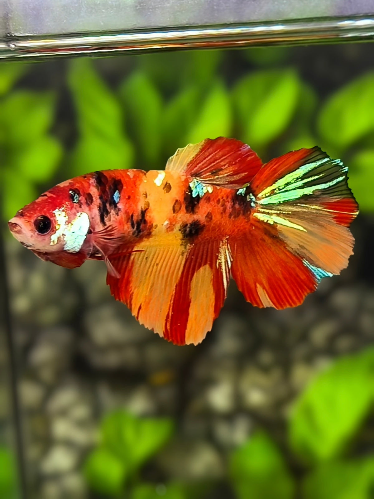 Nemo Koi Tiger Galaxy Halfmoon Betta Fish Female For Sorority / Breed