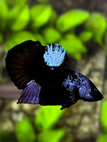 Steel Blue Black Light HMPK Betta Fish Male