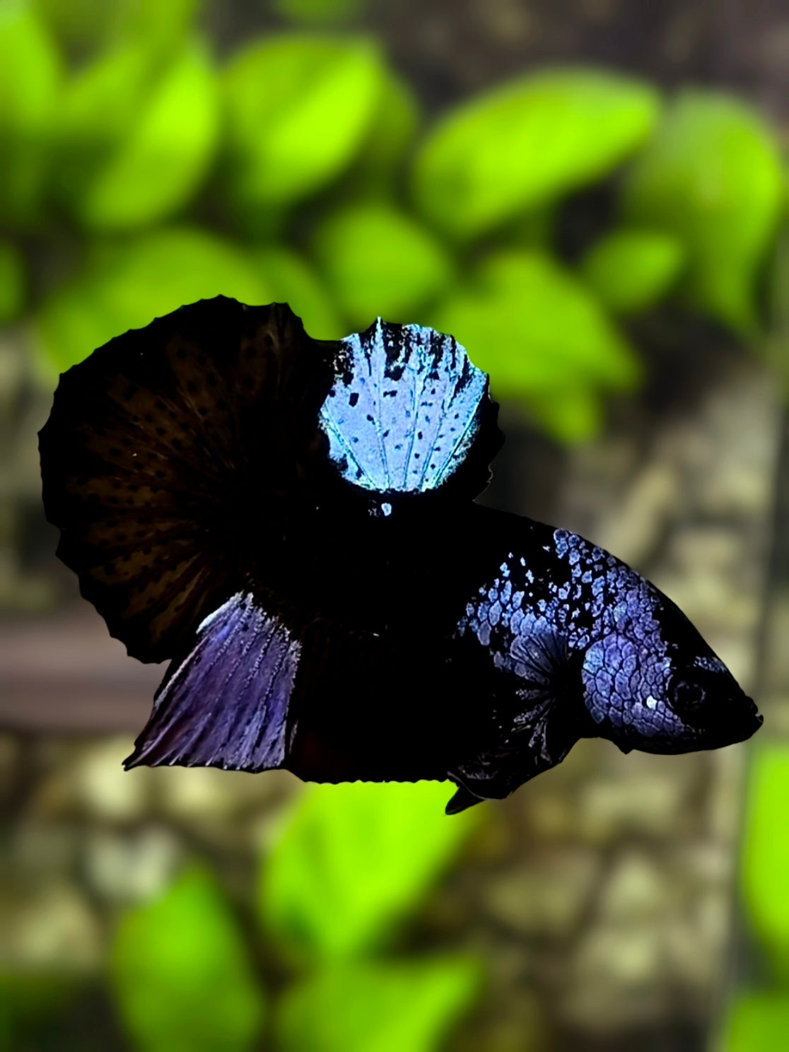 Steel Blue Black Light HMPK Betta Fish Male