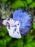 Blue Marble Dalmation Rosetail Halfmoon Betta Fish Male