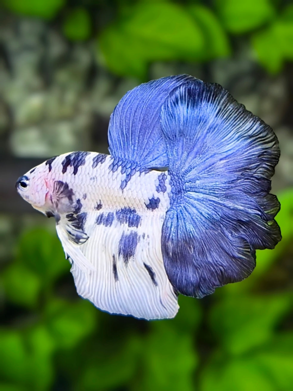 Blue Marble Dalmation Rosetail Halfmoon Betta Fish Male