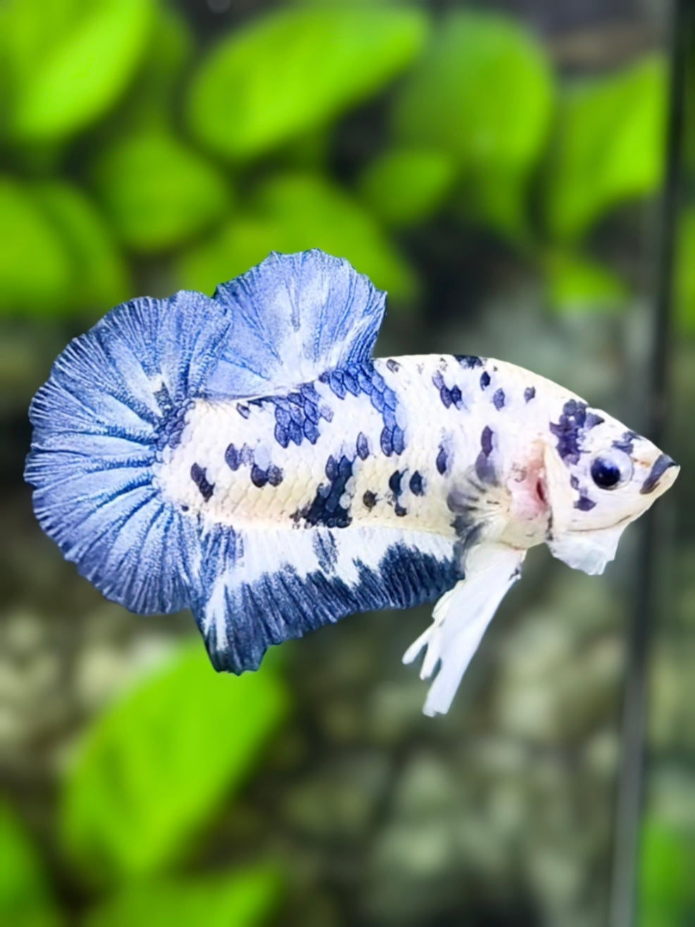 Blue Dalmation HMPK Betta Fish Male