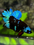 Avatar Blackstar Turquoise HMPK Betta Fish Male