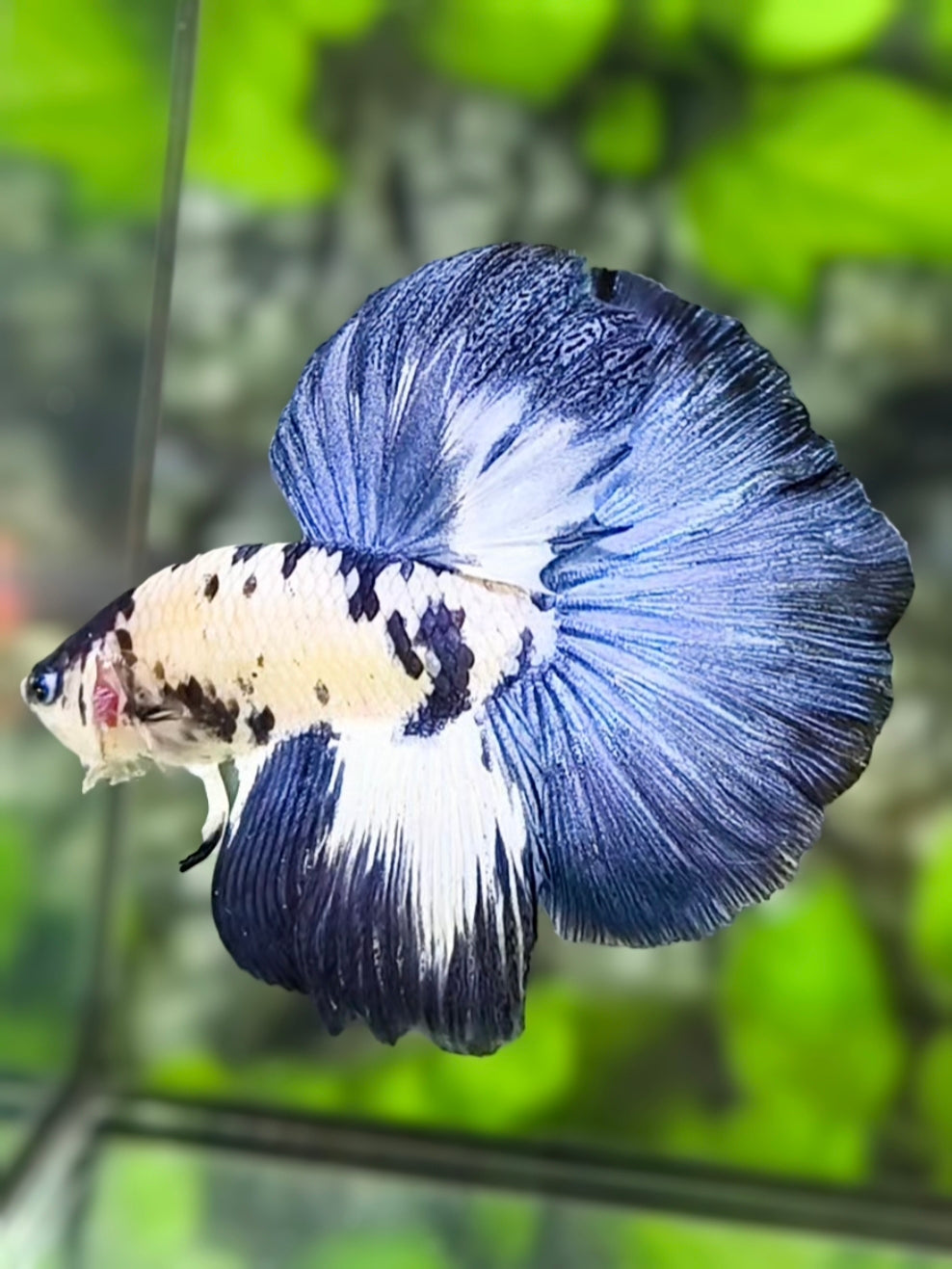 Blue Marble Dalmation Halfmoon Betta Fish Male