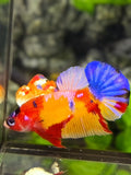 Yellowbase Multicolor Galaxy HMPK Betta Fish Male
