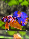 Multicolor Candy Galaxy HMPK Betta Fish Male